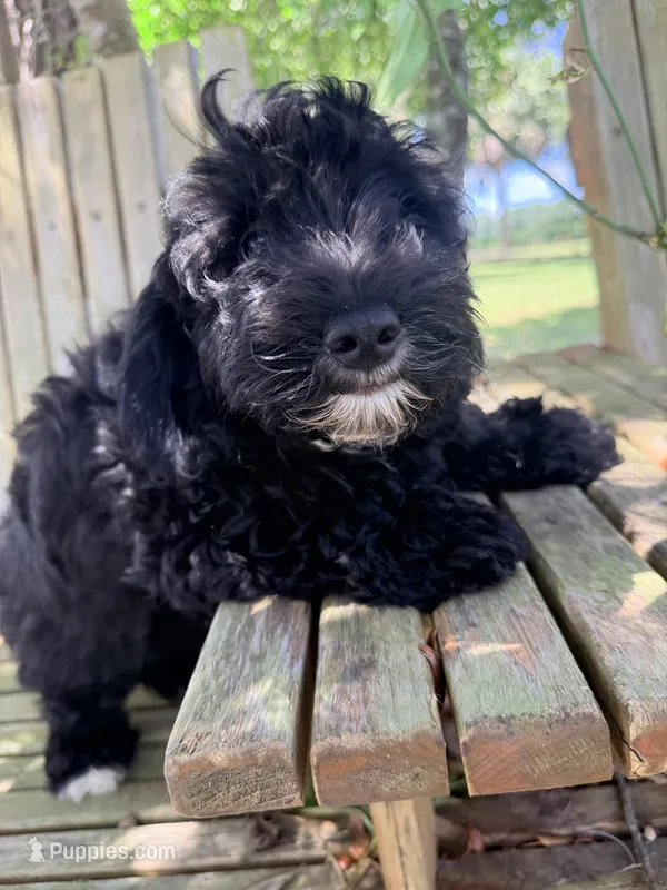 Fizzy – Miniature Aussiedoodle puppy for sale in Chiefland, FL