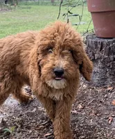 Lessie, a female Goldendoodle for sale in Chiefland, FL – Photo 7 of 9