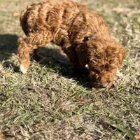Lessie, a female Goldendoodle for sale in Chiefland, FL – Photo 6 of 9