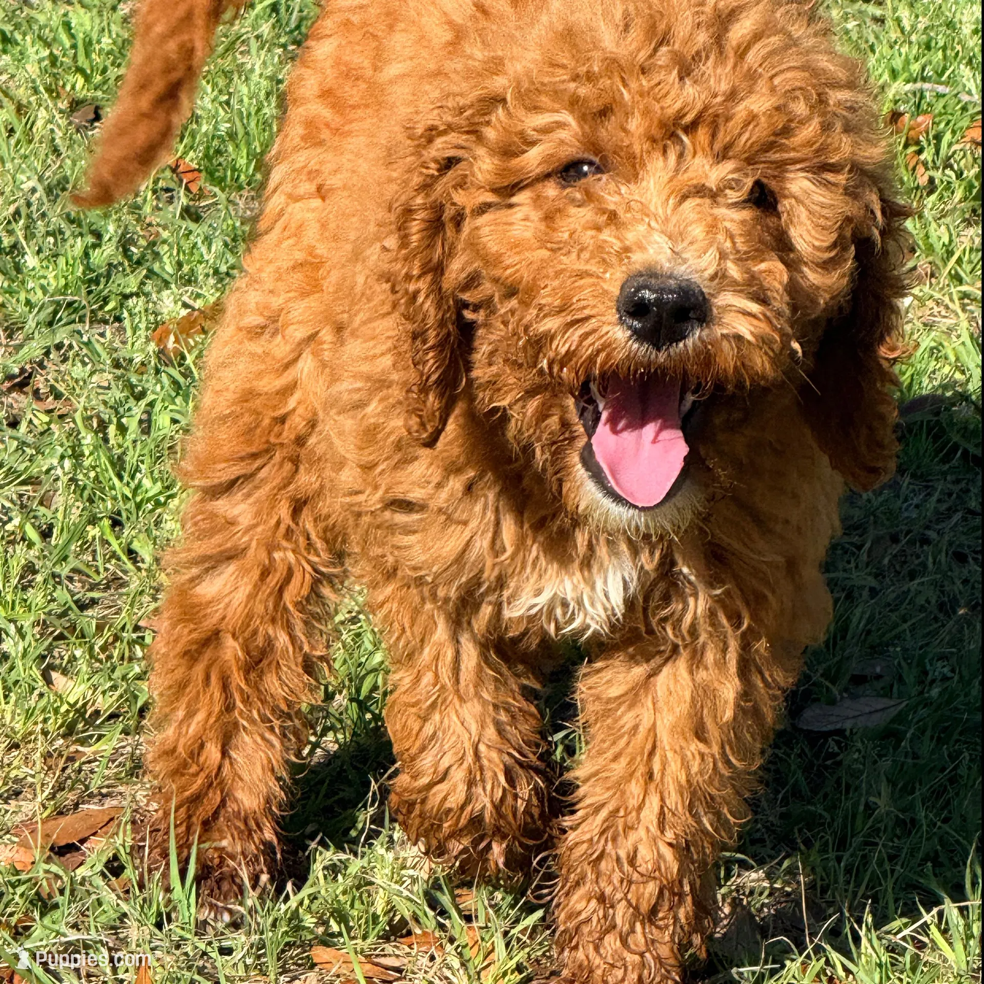 Lessie, a female Goldendoodle for sale in Chiefland, FL – Photo 2 of 9