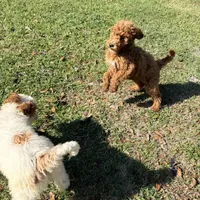 Lessie, a female Goldendoodle for sale in Chiefland, FL – Photo 3 of 9