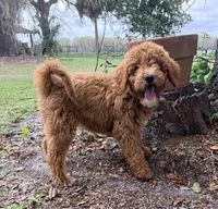Lessie, a female Goldendoodle for sale in Chiefland, FL – Photo 8 of 9