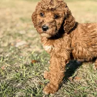 Lessie, a female Goldendoodle for sale in Chiefland, FL – Photo 5 of 9