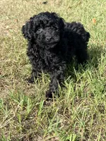 Lass, a female Miniature Labradoodle for sale in Chiefland, FL – 3 of 6