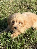 Lex, a male Miniature Labradoodle for sale in Chiefland, FL – 2 of 6