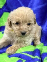 Lex, a male Miniature Labradoodle for sale in Chiefland, FL – 2 of 3