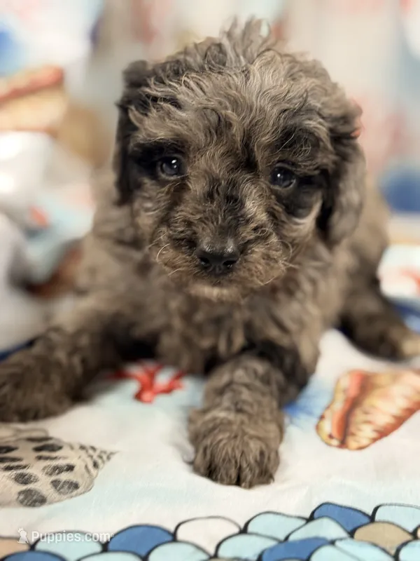 Lady – Miniature Labradoodle puppy for sale in Chiefland, FL
