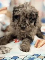 Lady, a female Miniature Labradoodle for sale in Chiefland, FL – 1 of 3