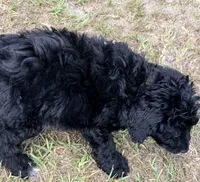 Fizzy, a female Miniature Aussiedoodle for sale in Chiefland, FL – 3 of 5