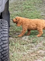Kris, a male Goldendoodle for sale in Chiefland, FL – 5 of 10