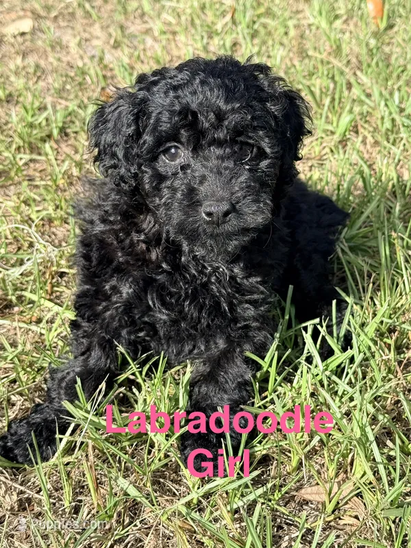 Lass – Miniature Labradoodle puppy for sale in Chiefland, FL