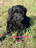 Lass, a female Miniature Labradoodle for sale in Chiefland, FL – 1 of 6
