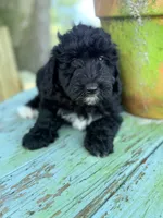 Donnie, a male Miniature Aussiedoodle for sale in Chiefland, FL – 2 of 2