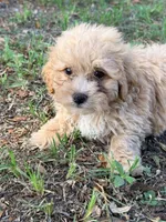 Lucas mini, a male Labradoodle for sale in Chiefland, FL – 2 of 7