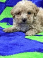 Lucas mini, a male Labradoodle for sale in Chiefland, FL – 1 of 3