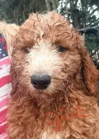 Kelly, a female Goldendoodle for sale in Chiefland, FL – 1 of 9