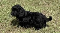 Freddie, a male Miniature Aussiedoodle for sale in Chiefland, FL – 3 of 6