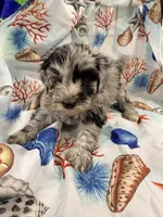 Lilly, a female Miniature Labradoodle for sale in Chiefland, FL – 2 of 3