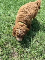 Jamie, a female Goldendoodle for sale in Chiefland, FL – 3 of 3