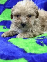 Lucas mini, a male Labradoodle for sale in Chiefland, FL – 3 of 3