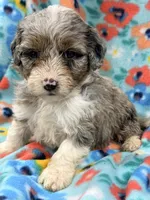 Fluffy, a female Miniature Aussiedoodle for sale in Chiefland, FL – 4 of 4