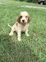 Gregg, a male Goldendoodle for sale in Chiefland, FL – 3 of 3