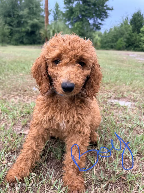 Kevin – Goldendoodle puppy for sale in Chiefland, FL