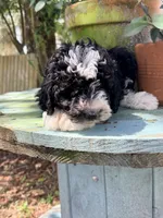 Davie, a male Miniature Aussiedoodle for sale in Chiefland, FL – 3 of 3