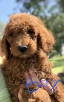 Jimmy, a male Goldendoodle for sale in Chiefland, FL – 2 of 4