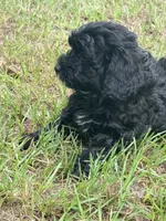 Ford, a male Miniature Aussiedoodle for sale in Chiefland, FL – 4 of 6