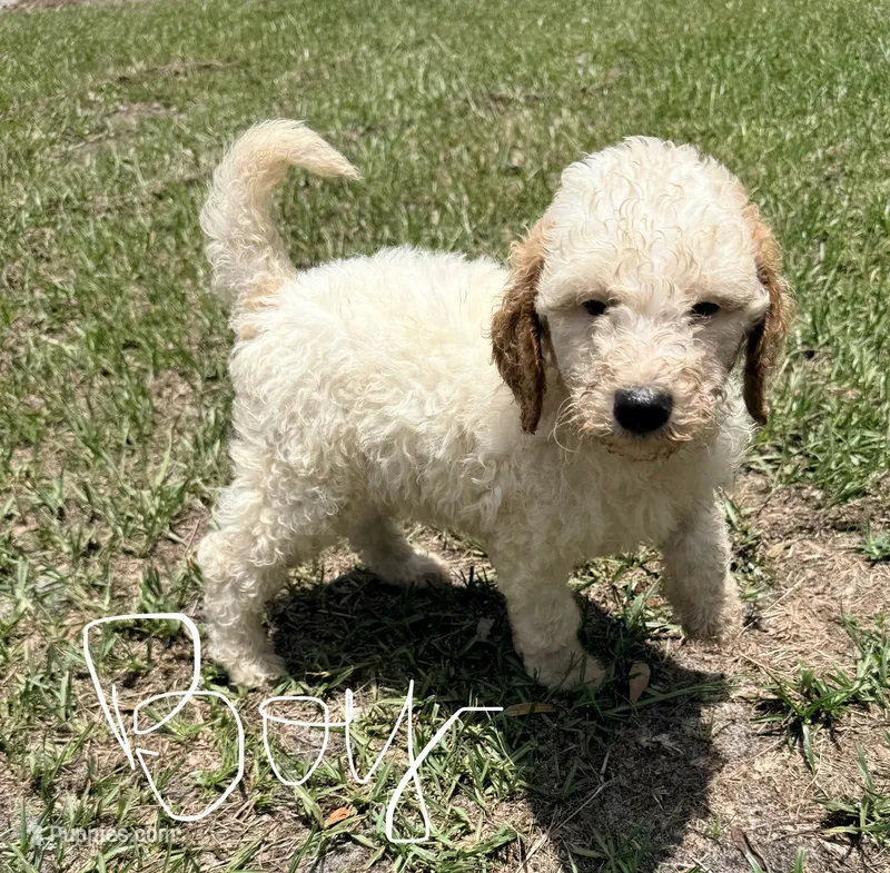 Kyle – Goldendoodle puppy for sale in Chiefland, FL