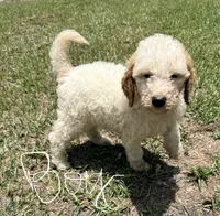 Kyle, a male Goldendoodle for sale in Chiefland, FL – 1 of 3