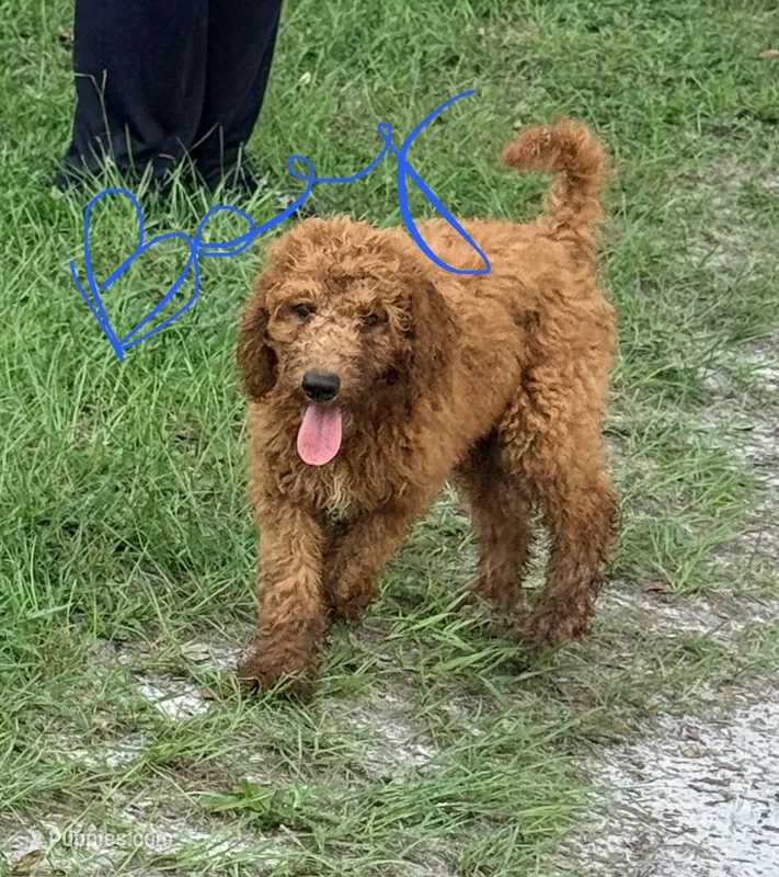 Jimmy – Goldendoodle puppy for sale in Chiefland, FL