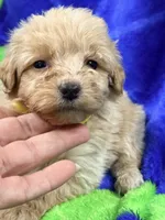 Lex, a male Miniature Labradoodle for sale in Chiefland, FL – 1 of 3