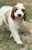 Georgie, a male Goldendoodle for sale in Chiefland, FL – Photo 5 of 5