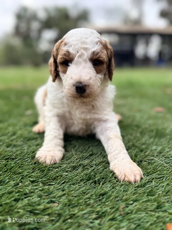 Georgie – Goldendoodle puppy for sale in Chiefland, FL