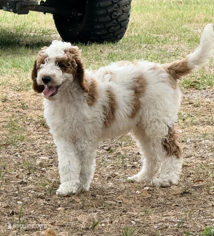 Georgie, a male Goldendoodle for sale in Chiefland, FL – Photo 1 of 5