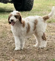 Georgie, a male Goldendoodle for sale in Chiefland, FL – Photo 1 of 5
