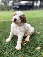 Georgie, a male Goldendoodle for sale in Chiefland, FL – Photo 2 of 3