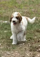 Georgie, a male Goldendoodle for sale in Chiefland, FL – Photo 3 of 5