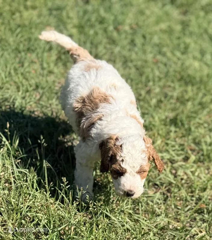 Georgie – Goldendoodle puppy for sale in Chiefland, FL