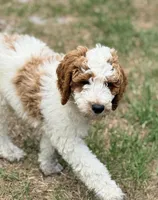 Georgie, a male Goldendoodle for sale in Chiefland, FL – Photo 4 of 5