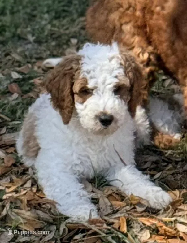 Georgie – Goldendoodle puppy for sale in Chiefland, FL