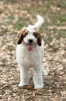 Georgie, a male Goldendoodle for sale in Chiefland, FL – Photo 2 of 5