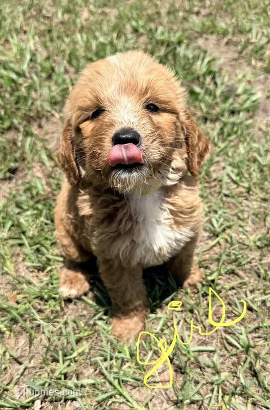 Katie – Goldendoodle puppy for sale in Chiefland, FL
