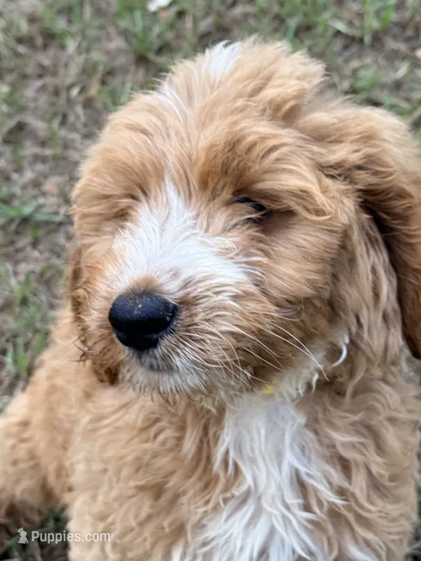 Katie – Goldendoodle puppy for sale in Chiefland, FL