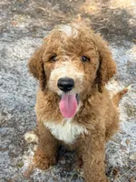 Jamie, a male Goldendoodle for sale in Chiefland, FL – 2 of 4