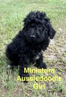 Fizzy, a female Miniature Aussiedoodle for sale in Chiefland, FL – 2 of 5