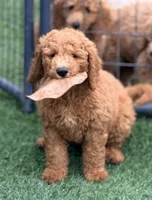 Kris, a male Goldendoodle for sale in Chiefland, FL – 3 of 10