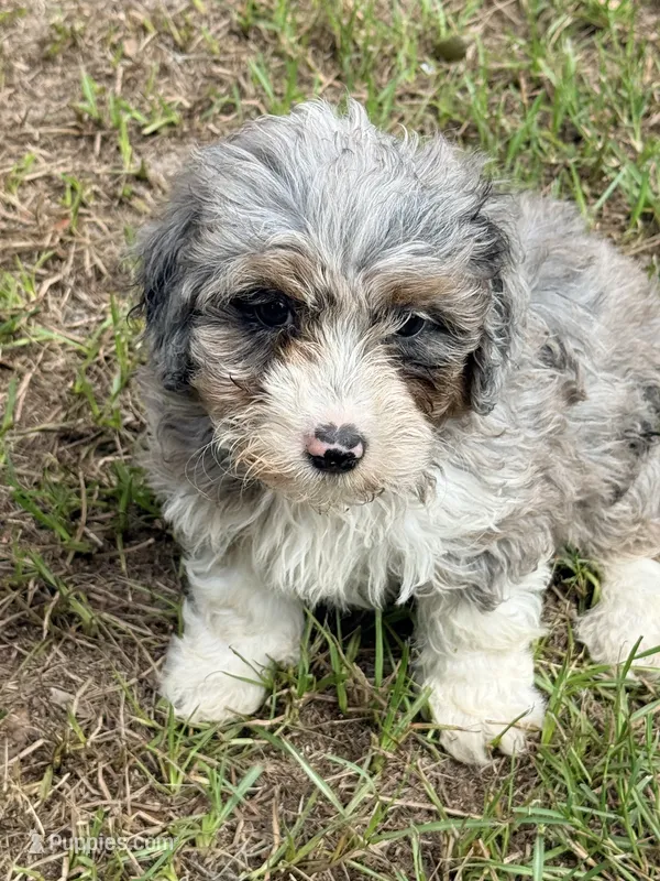 Fluffy – Miniature Aussiedoodle puppy for sale in Chiefland, FL